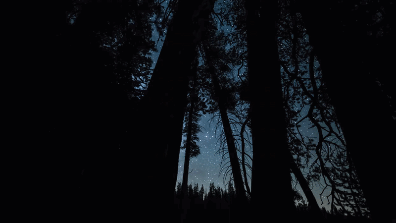 "Stars in the night sky are seen through trees in the woods" by filmmaker Josh Owens. Footage licensed for Netflix's The Dinosaurs.