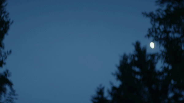 Footage licensed for Netflix's The Dinosaurs.