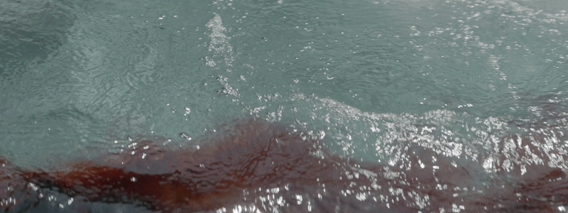 "Blood pools in clear water" by filmmaker Bennett Johnson. Footage licensed for Netflix's The Dinosaurs.