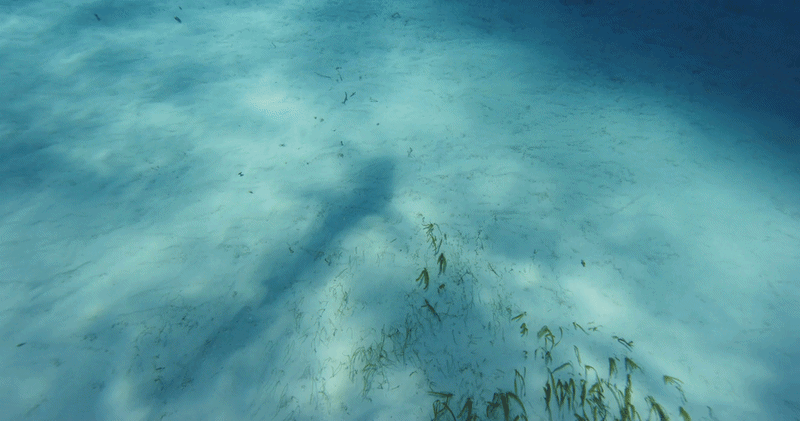 Footage licensed for Netflix's The Dinosaurs.